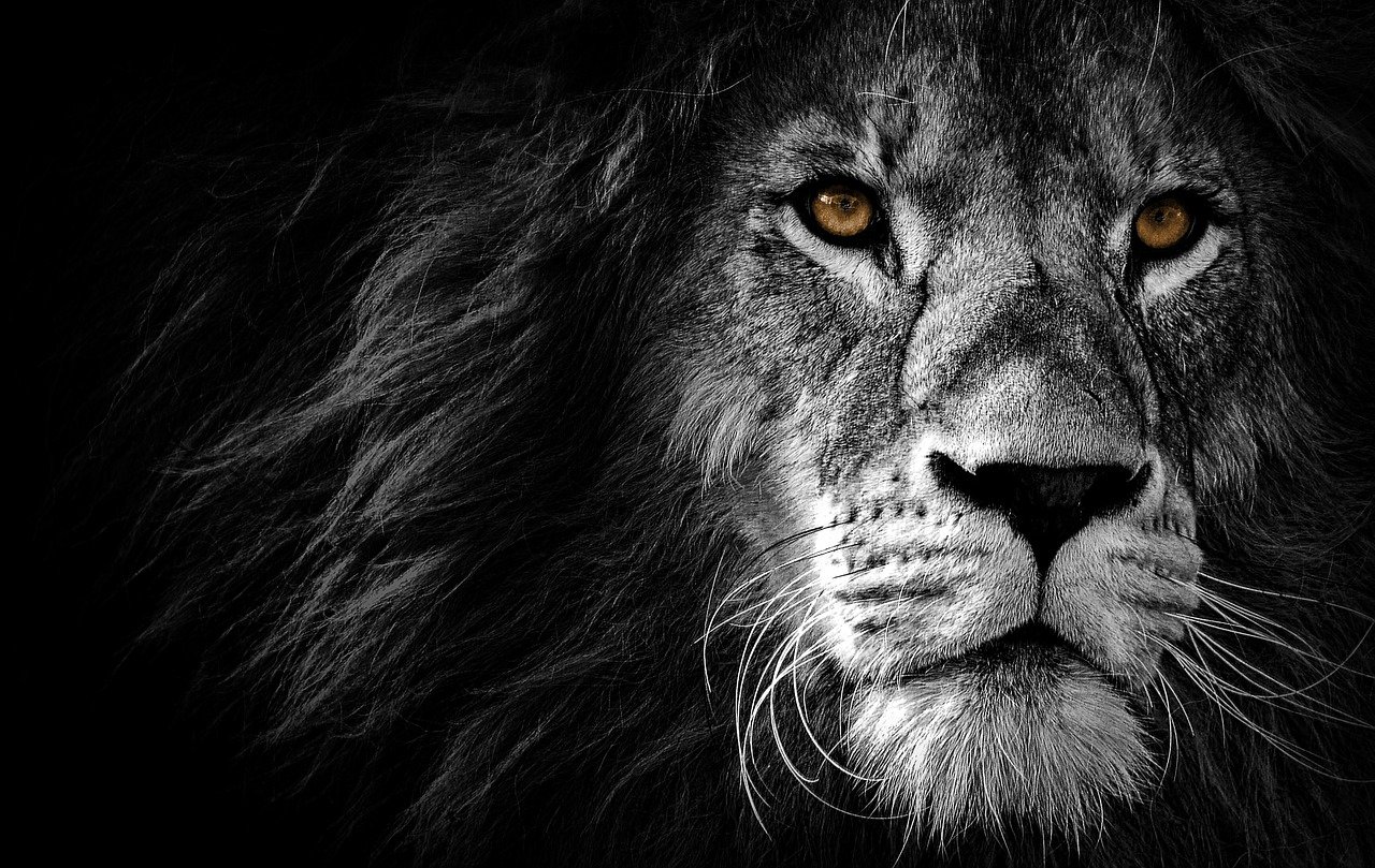 lion graphic design